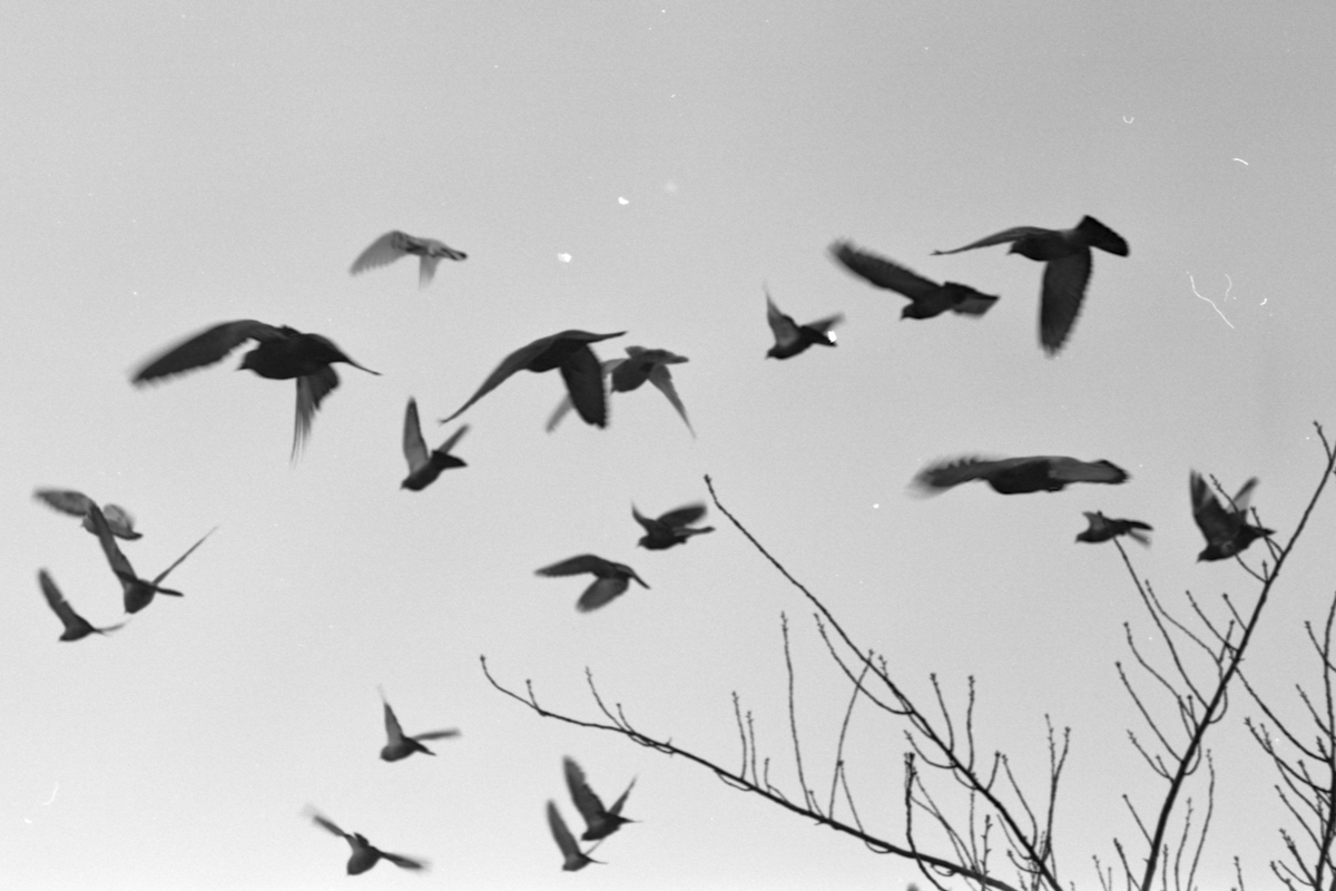 birds in flight